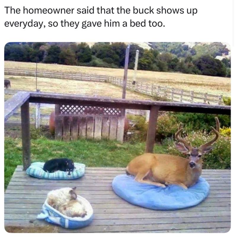 The homeowner said that the buck shows up everyday, so they gave him a bed too.