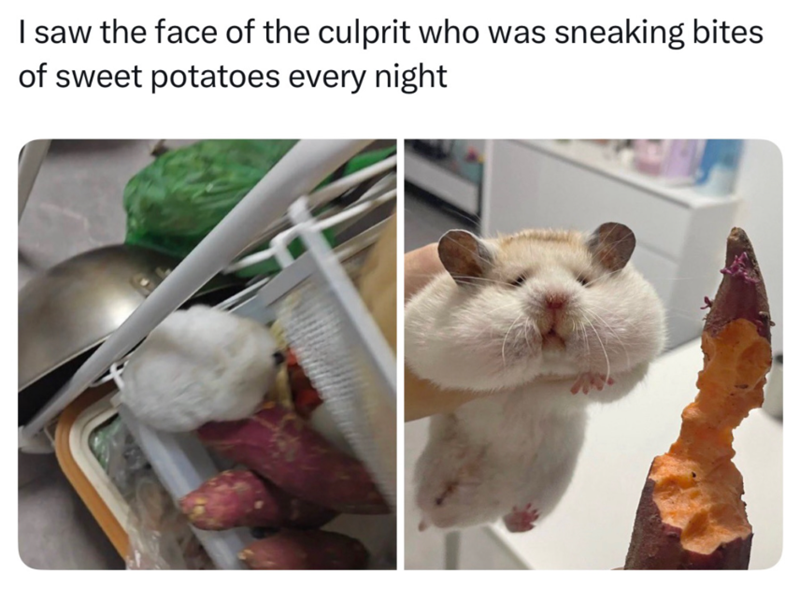 I saw the face of the culprit who was sneaking bites of sweet potatoes every night