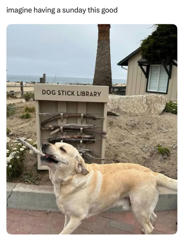 imagine having a sunday this good DOG STICK LIBRARY