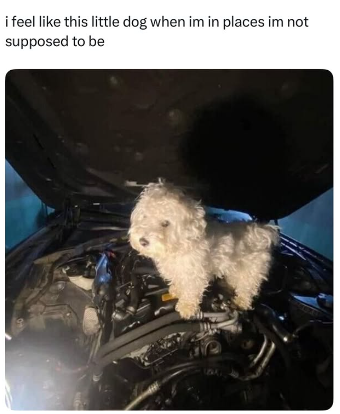 i feel like this little dog when im in places im not supposed to be