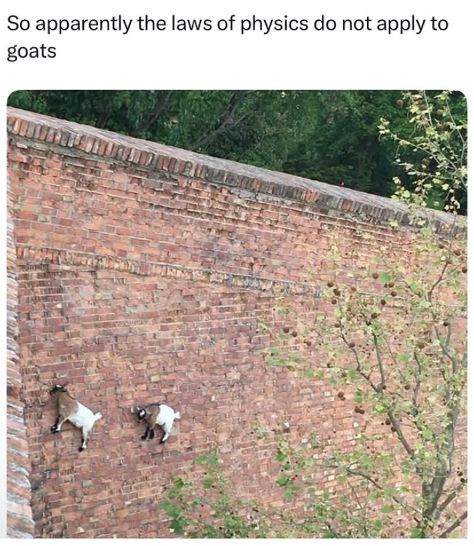 So apparently the laws of physics do not apply to goats