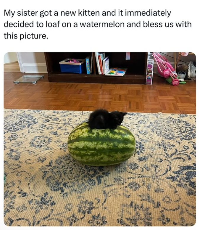 My sister got a new kitten and it immediately decided to loaf on a watermelon and bless us with this picture.