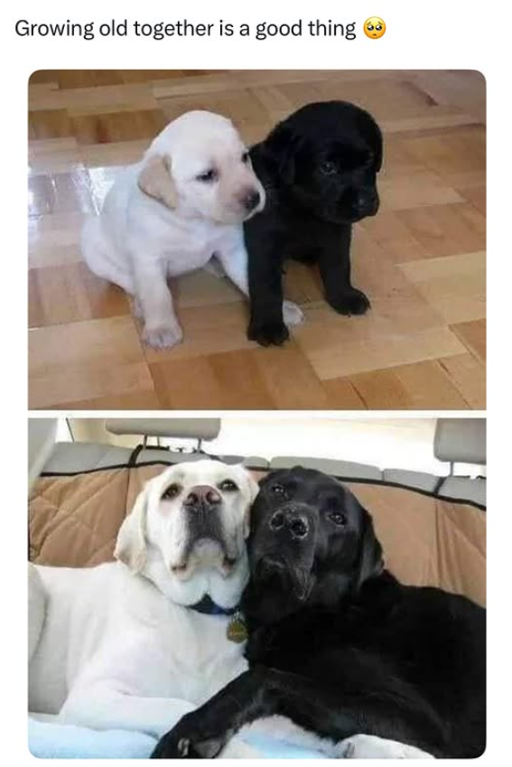 Growing old together is a good thing