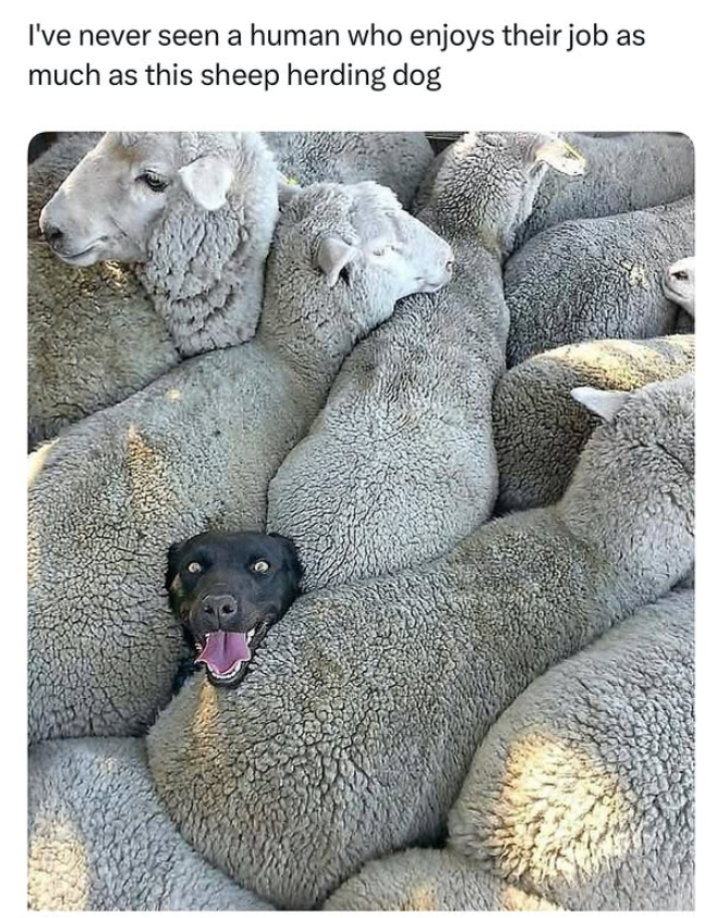 I've never seen a human who enjoys their job as much as this sheep herding dog