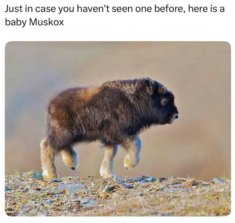 Just in case you haven't seen one before, here is a baby Muskox