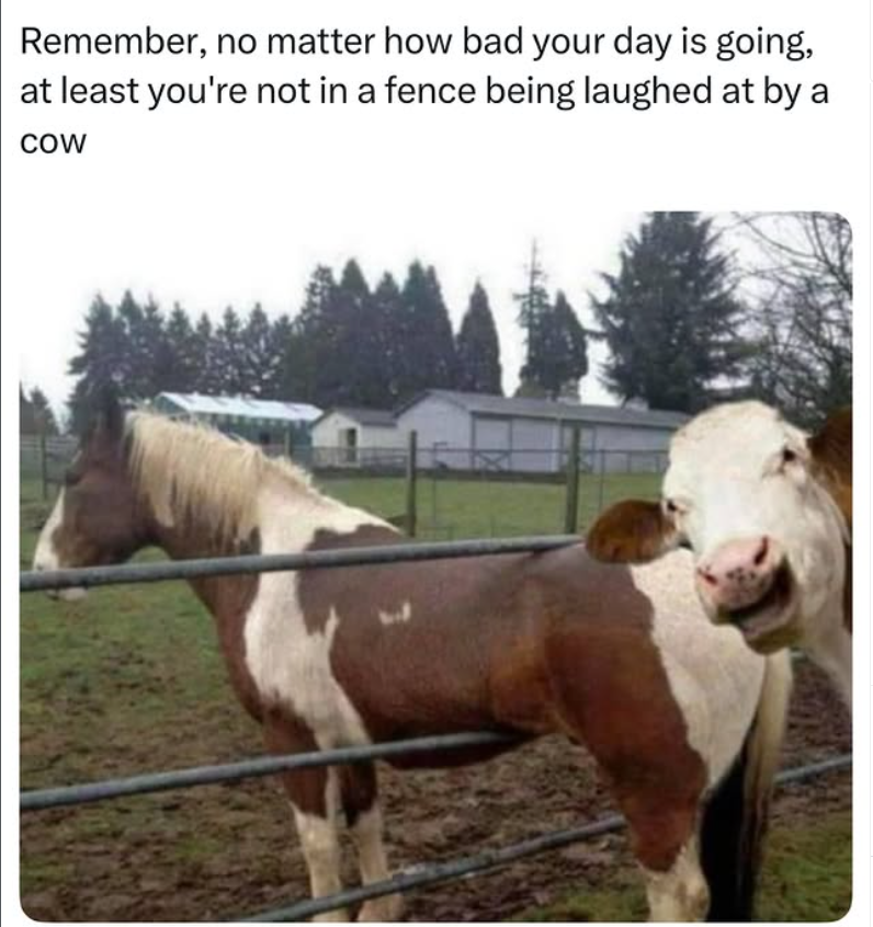 Remember, no matter how bad your day is going, at least you're not in a fence being laughed at by a COW