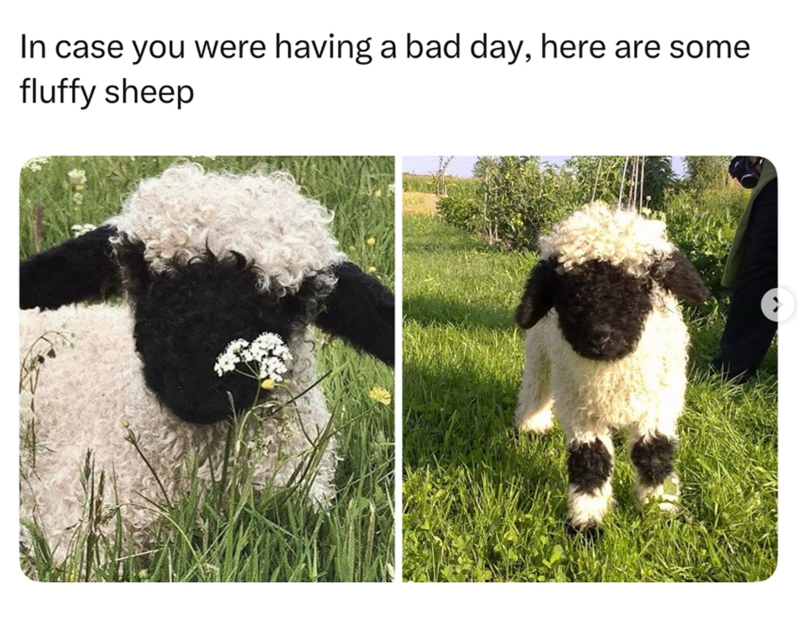 In case you were having a bad day, here are some fluffy sheep