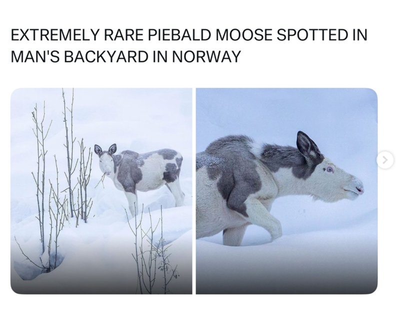 EXTREMELY RARE PIEBALD MOOSE SPOTTED IN MAN'S BACKYARD IN NORWAY >