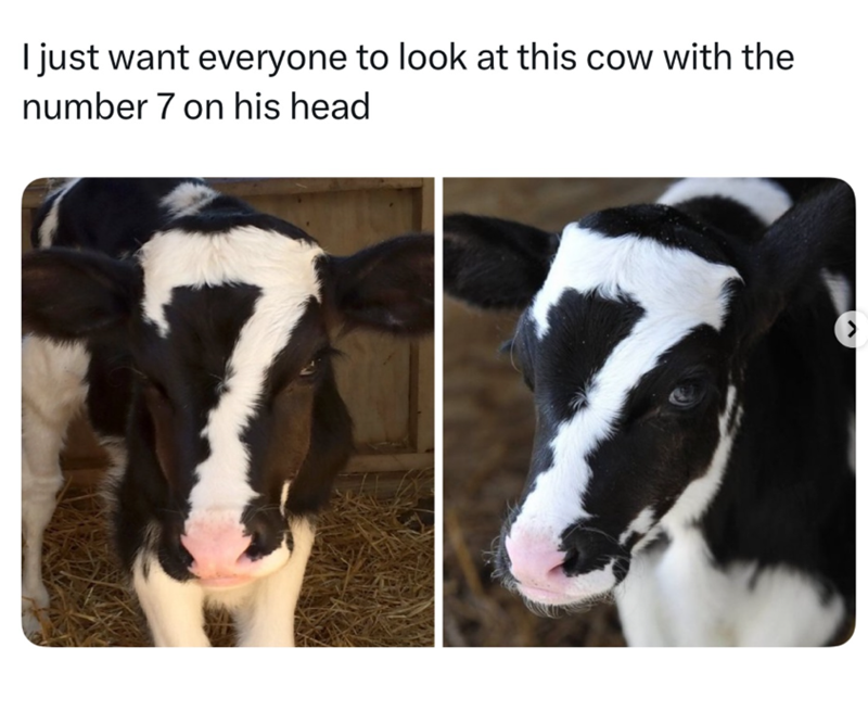 I just want everyone to look at this cow with the number 7 on his head 77