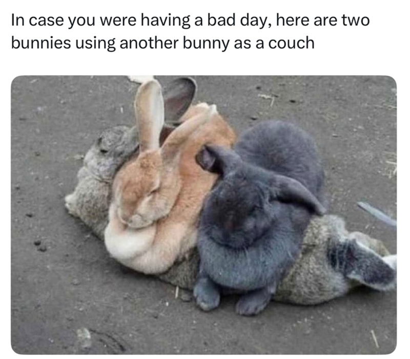 In case you were having a bad day, here are two bunnies using another bunny as a couch