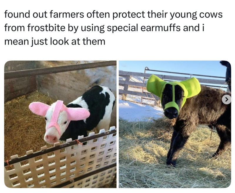 found out farmers often protect their young cows from frostbite by using special earmuffs and i mean just look at them >