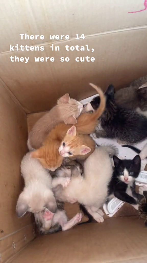 There were 14 kittens in total, they were so cute