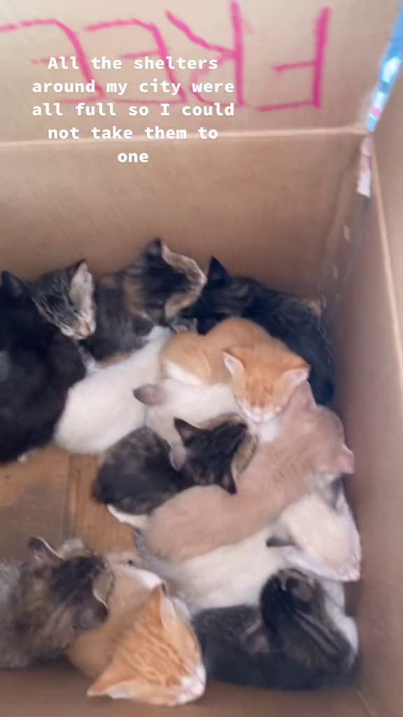 All the shelters around my city were all full so I could not take them to one