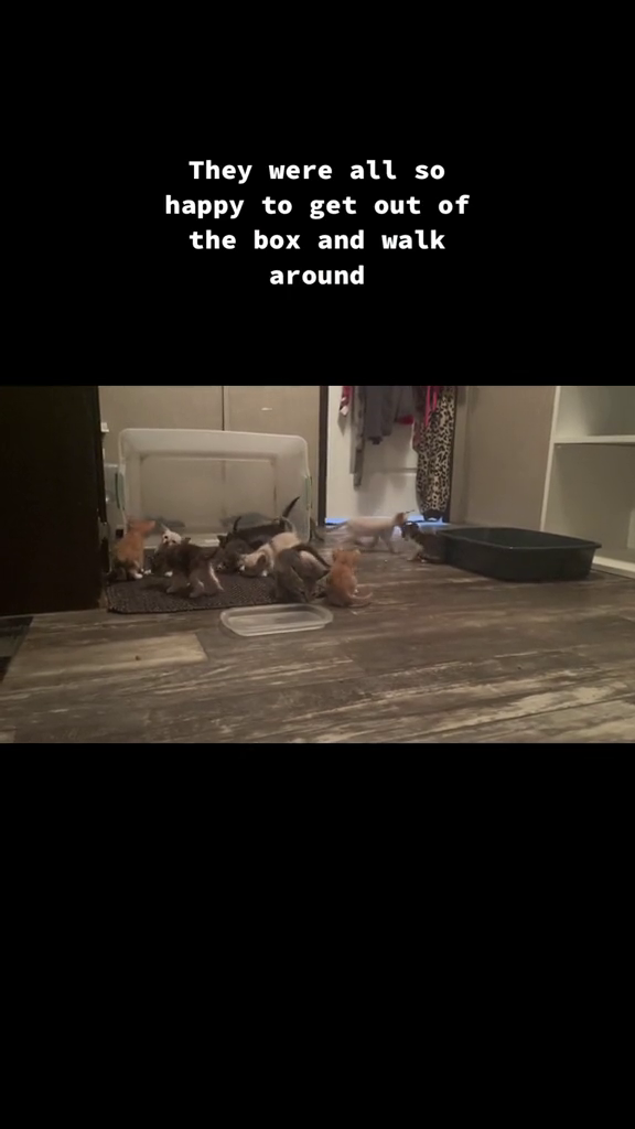 They were all so happy to get out of the box and walk around