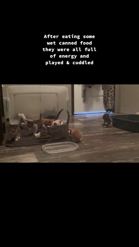 After eating some wet canned food they were all full of energy and played & cuddled