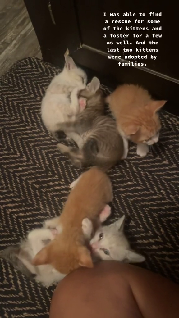 I was able to find a rescue for some of the kittens and a foster for a few as well. And the last two kittens were adopted by families.