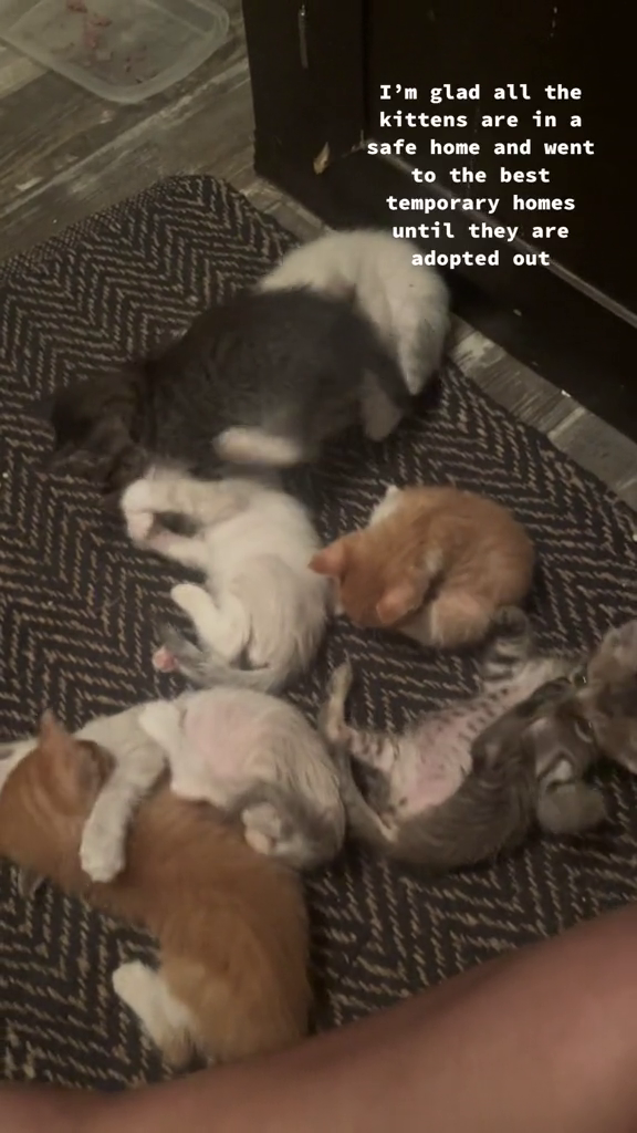 I'm glad all the kittens are in a safe home and went to the best temporary homes until they are adopted out