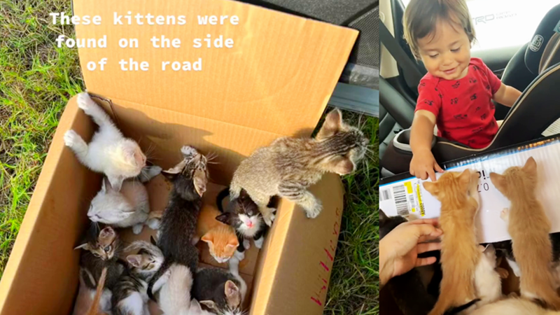 These kittens were found on the side of the road 20 ROAD