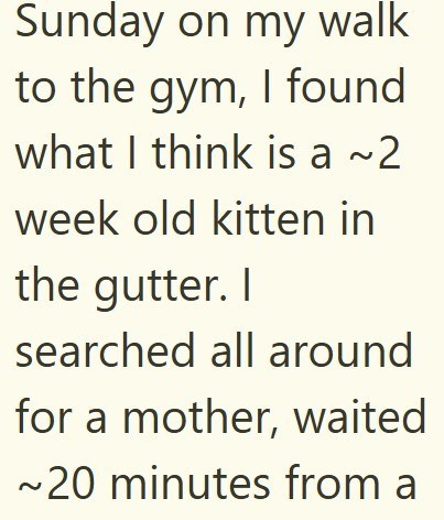 Sunday on my walk to the gym, I found what I think is a ~2 week old kitten in the gutter. I searched all around for a mother, waited ~20 minutes from a