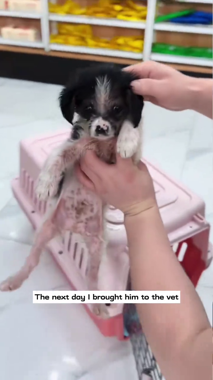 The next day I brought him to the vet