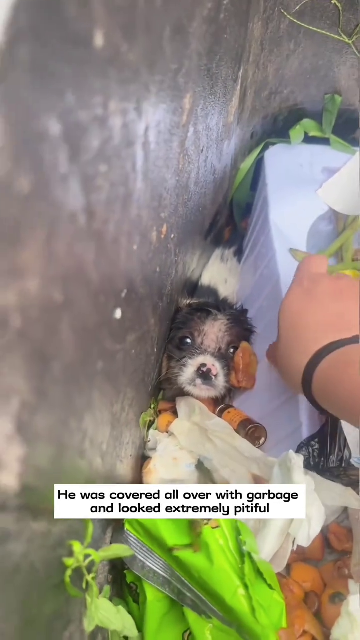 He was covered all over with garbage and looked extremely pitiful