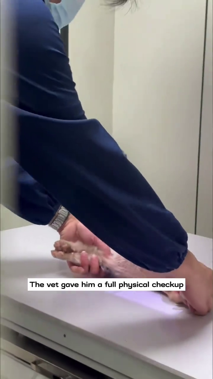 The vet gave him a full physical checkup