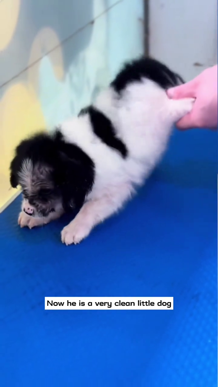 Now he is a very clean little dog