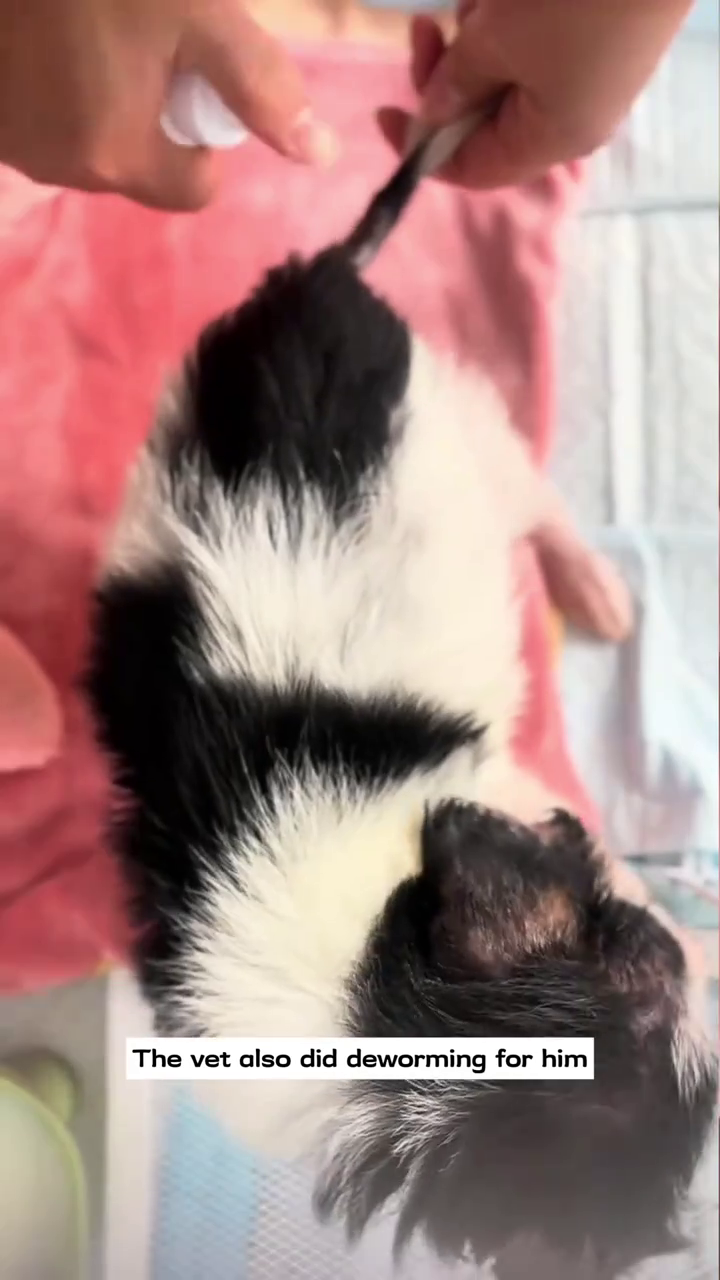 The vet also did deworming for him