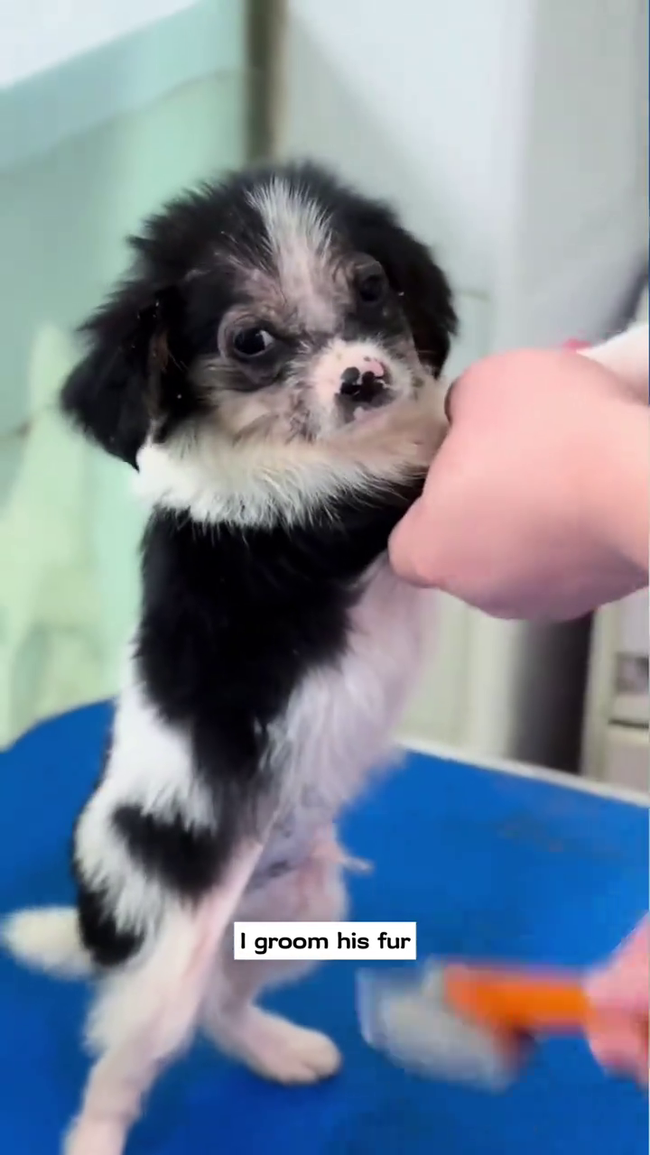 I groom his fur
