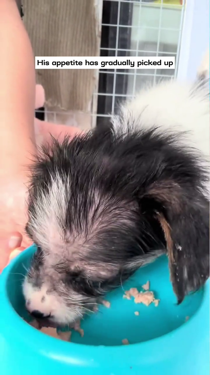 His appetite has gradually picked up