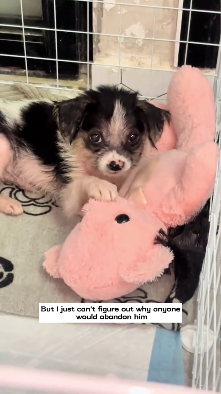 But I just can't figure out why anyone would abandon him