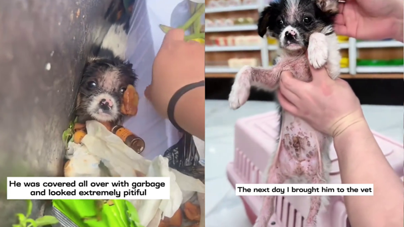 He was covered all over with garbage and looked extremely pitiful The next day I brought him to the vet
