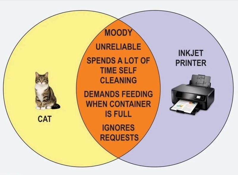 CAT MOODY UNRELIABLE SPENDS A LOT OF TIME SELF CLEANING DEMANDS FEEDING WHEN CONTAINER IS FULL IGNORES REQUESTS INKJET PRINTER Cat Ta