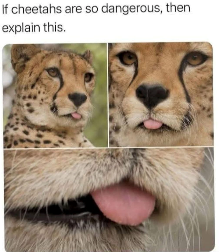 If cheetahs are so dangerous, then explain this.