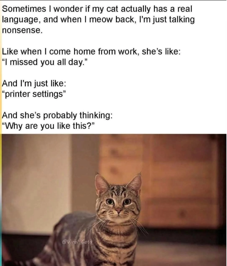 Sometimes I wonder if my cat actually has a real language, and when I meow back, I'm just talking nonsense. Like when I come home from work, she's like: "I missed you all day." And I'm just like: "printer settings" And she's probably thinking: "Why are you like this?" @Viral Cats
