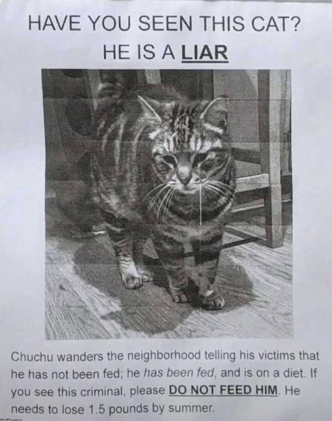HAVE YOU SEEN THIS CAT? HE IS A LIAR Chuchu wanders the neighborhood telling his victims that he has not been fed; he has been fed, and is on a diet. If you see this criminal, please DO NOT FEED HIM. He needs to lose 1.5 pounds by summer. flufh.com