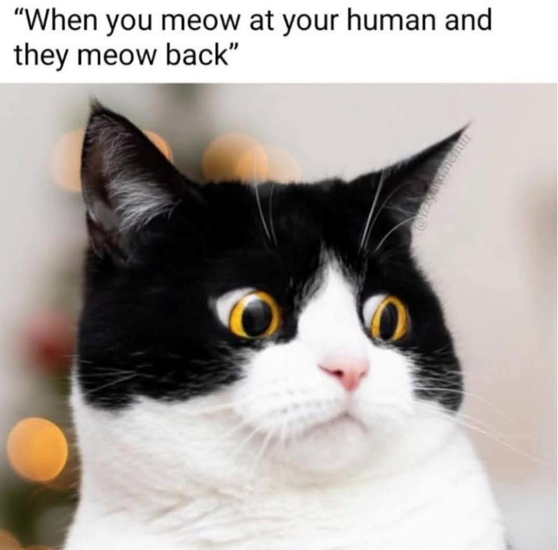 "When you meow at your human and they meow back"