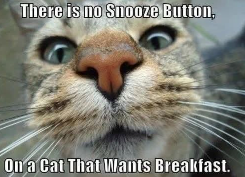 There is no Snooze Button, On a Cat That Wants Breakfast.