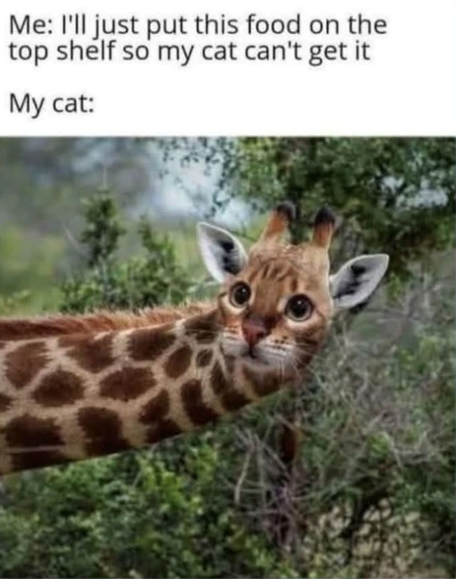 Me: I'll just put this food on the top shelf so my cat can't get it My cat: