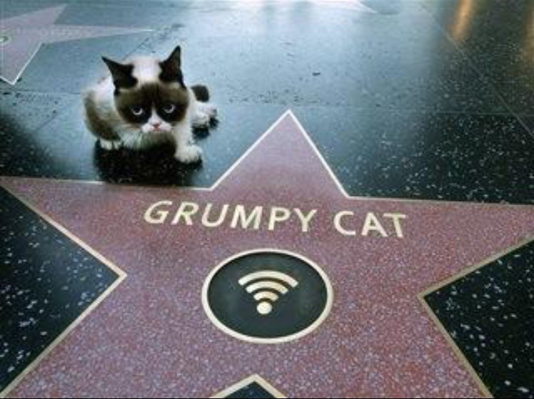 GRUMPY CAT