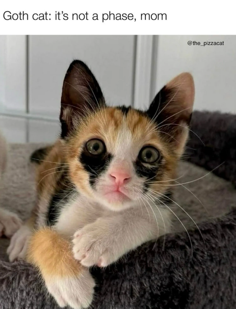 Goth cat: it's not a phase, mom @the_pizzacat