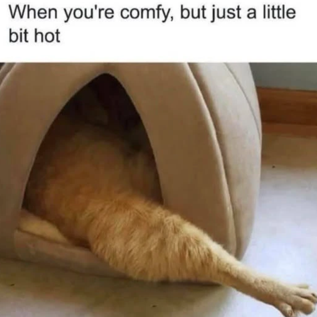 When you're comfy, but just a little bit hot