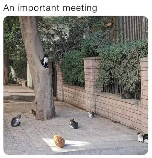 An important meeting