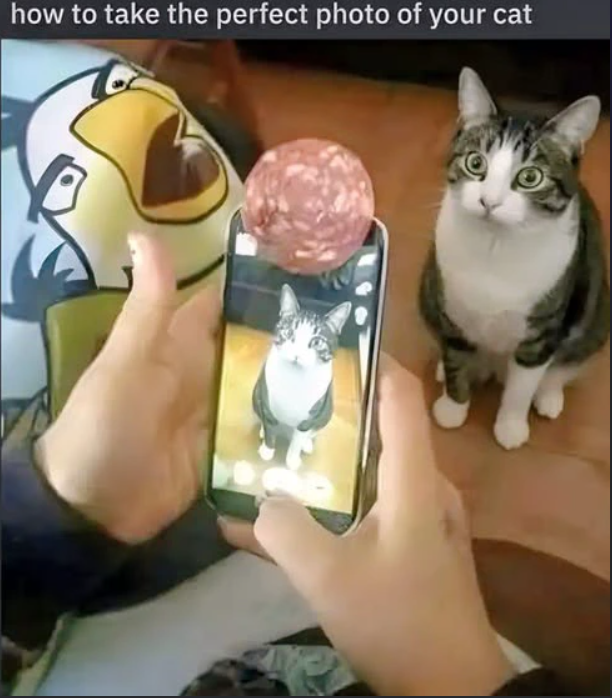 how to take the perfect photo of your cat
