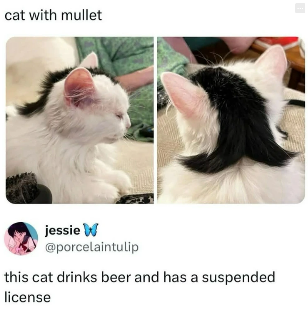 cat with mullet jessie W @porcelaintulip this cat drinks beer and has a suspended license