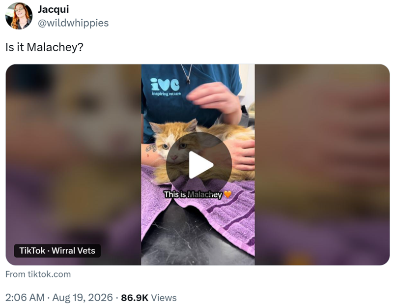 Jacqui @wildwhippies Is it Malachey? ivc inspiring vet care This is Malachey TikTok - Wirral Vets From tiktok.com 2:06 AM Aug 19, 2026 86.9K Views