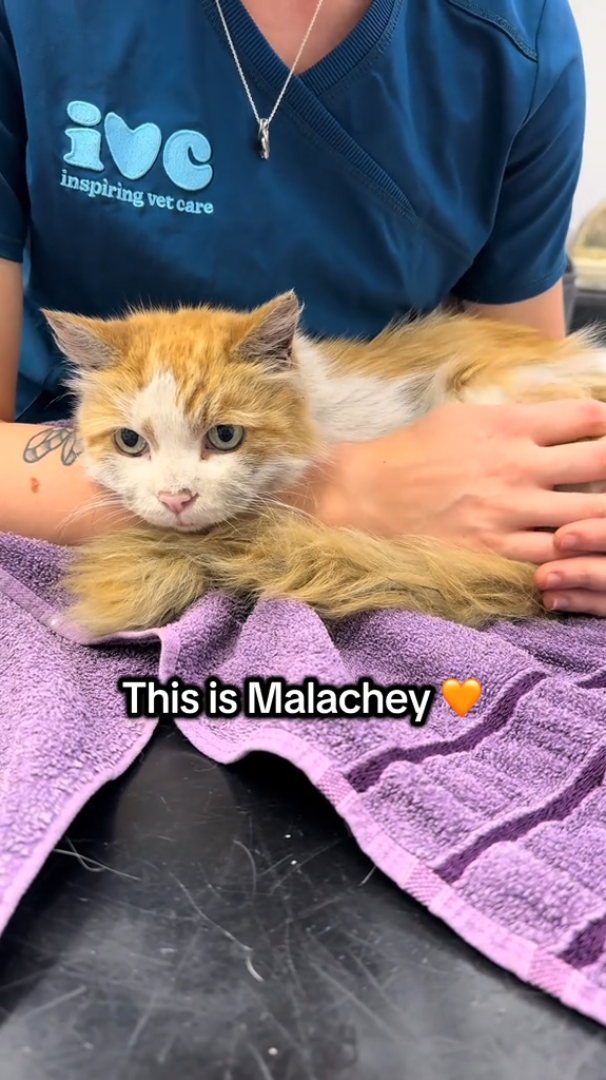ivc inspiring vet care & This is Malachey