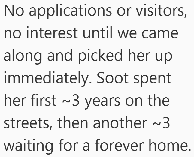 No applications or visitors, no interest until we came along and picked her up immediately. Soot spent her first ~3 years on the streets, then another ~3 waiting for a forever home.