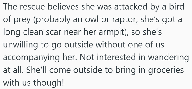 The rescue believes she was attacked by a bird of prey (probably an owl or raptor, she's got a long clean scar near her armpit), so she's unwilling to go outside without one of us accompanying her. Not interested in wandering at all. She'll come outside to bring in groceries with us though!