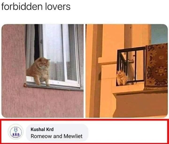forbidden lovers Kushal Krd KR.D Romeow and Mewliet